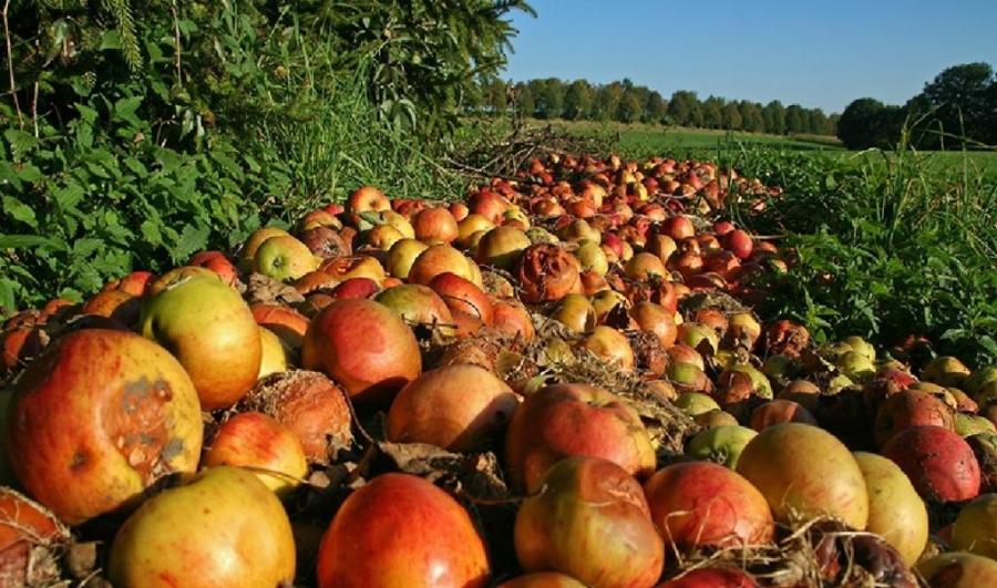 Covestro launches Food Security Platform to reduce postharvest losses for farmers